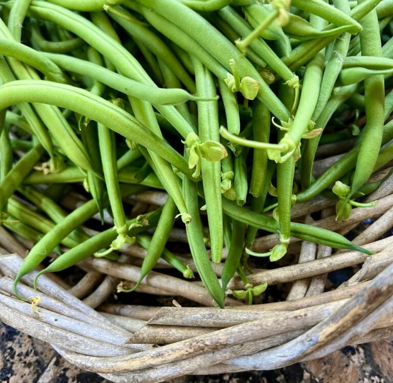 photo of green beans in a basket