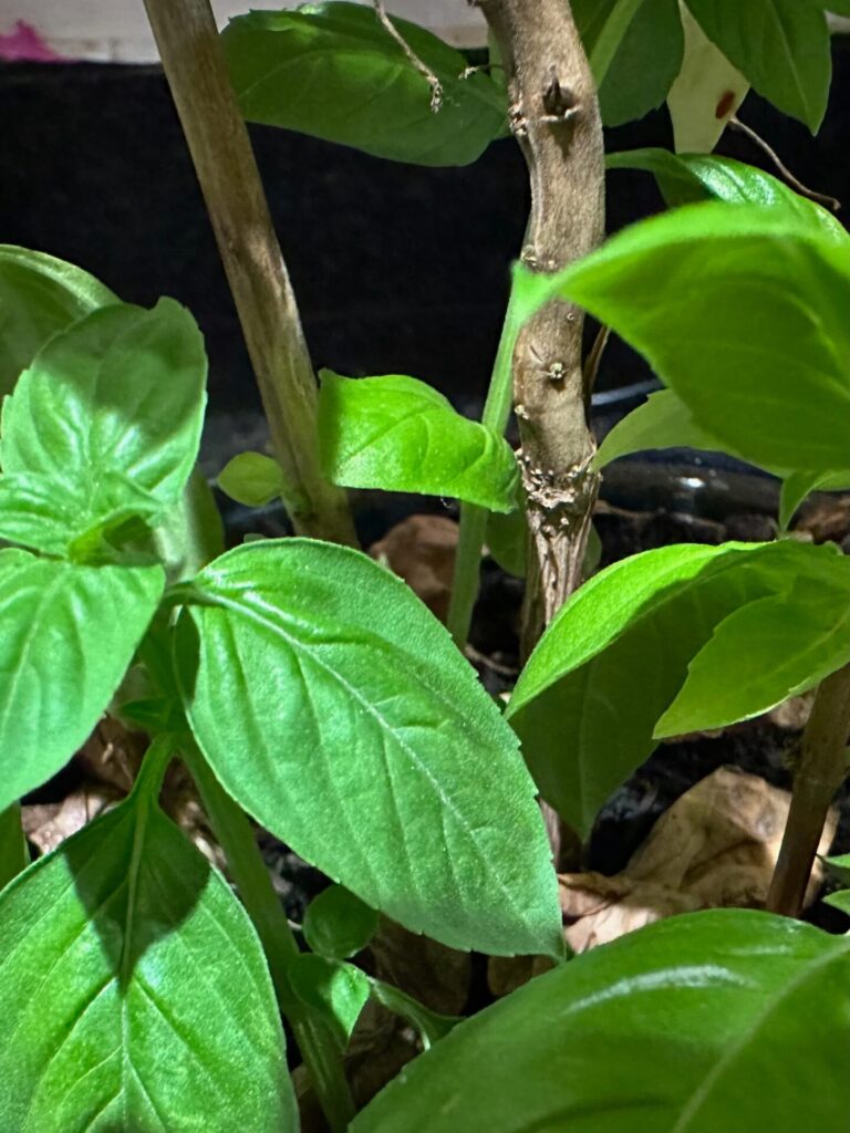 basil leaves in front of woody stems on a dark background