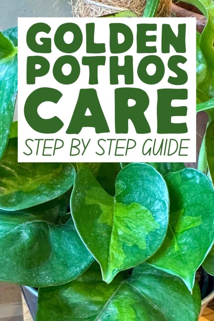 photo of golden pothos