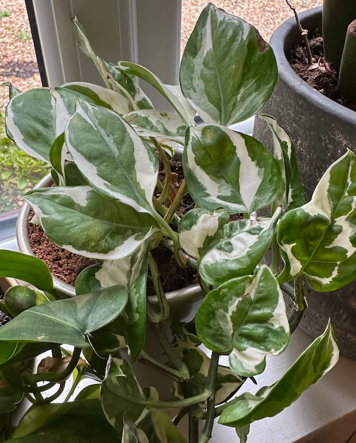 An NJoy pothos plant with white and green leaves, next to a stoneware pot, in front of a window