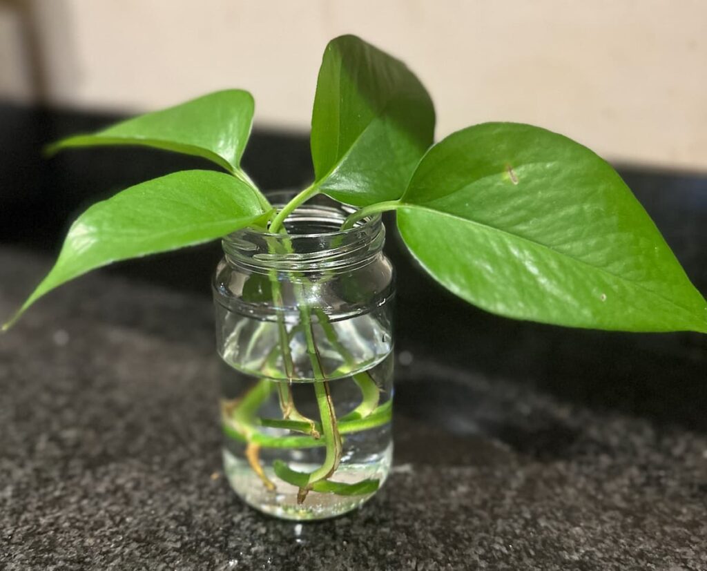 4 green leaves with their stems in a glass jar half filled with water, on a black countertop.