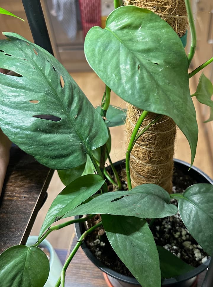 A Cebu Blue plant supported by a moss pole in a black nursery pot, with a blurred room in the background
