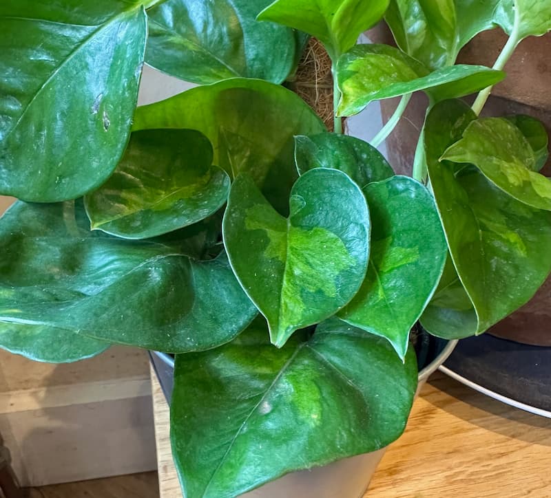 Global Green pothos plan on a wooden table