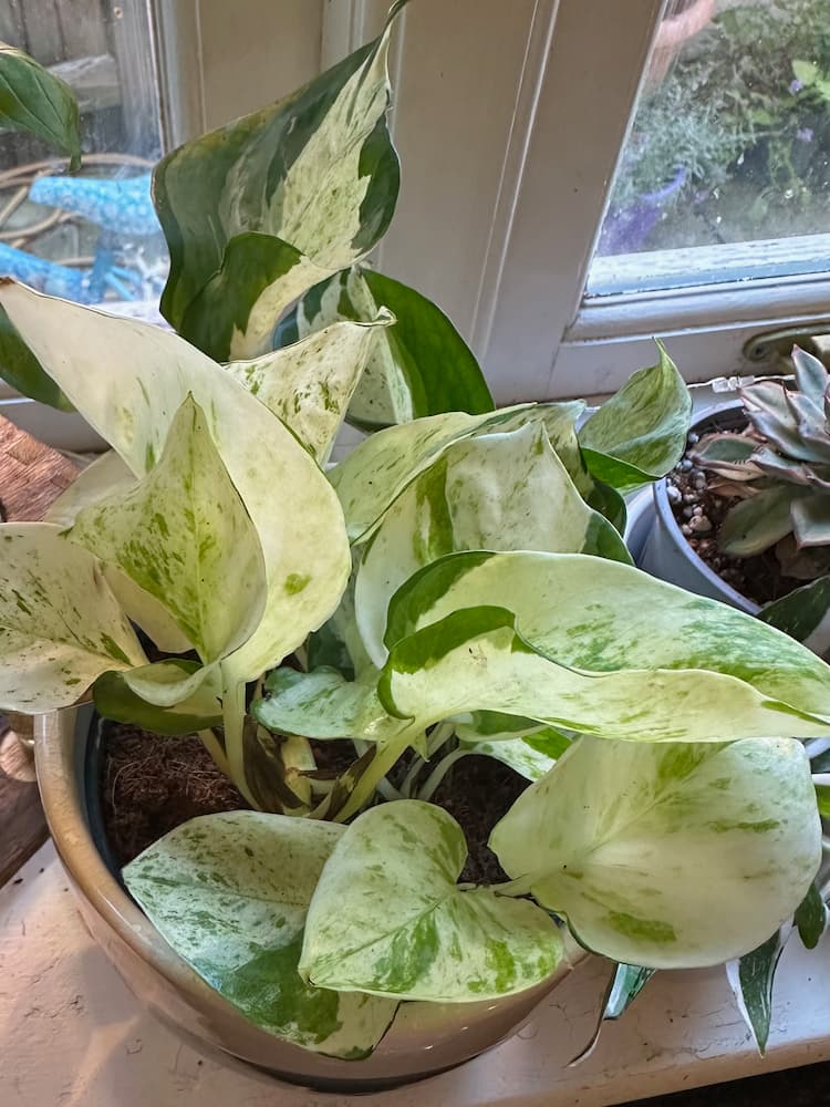 A Manjula Pothos plant on a windowsill, with the window behind it