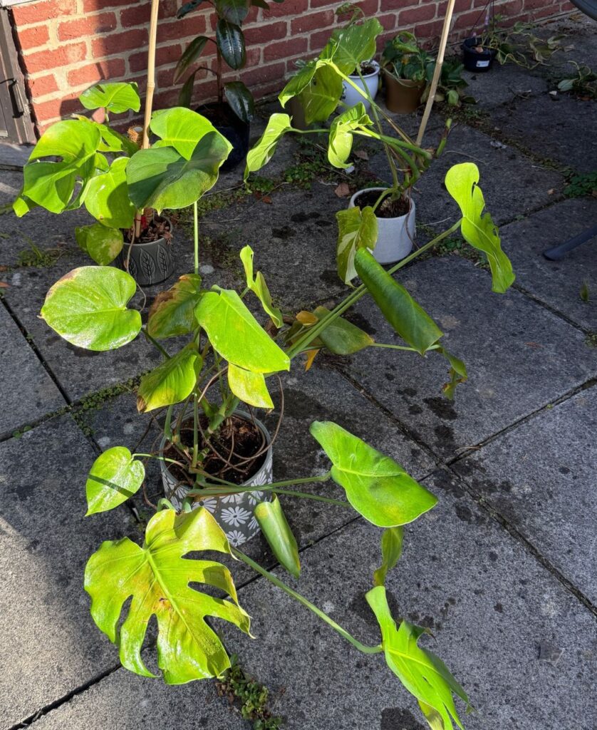 my houseplants after being sprayed with pesticide