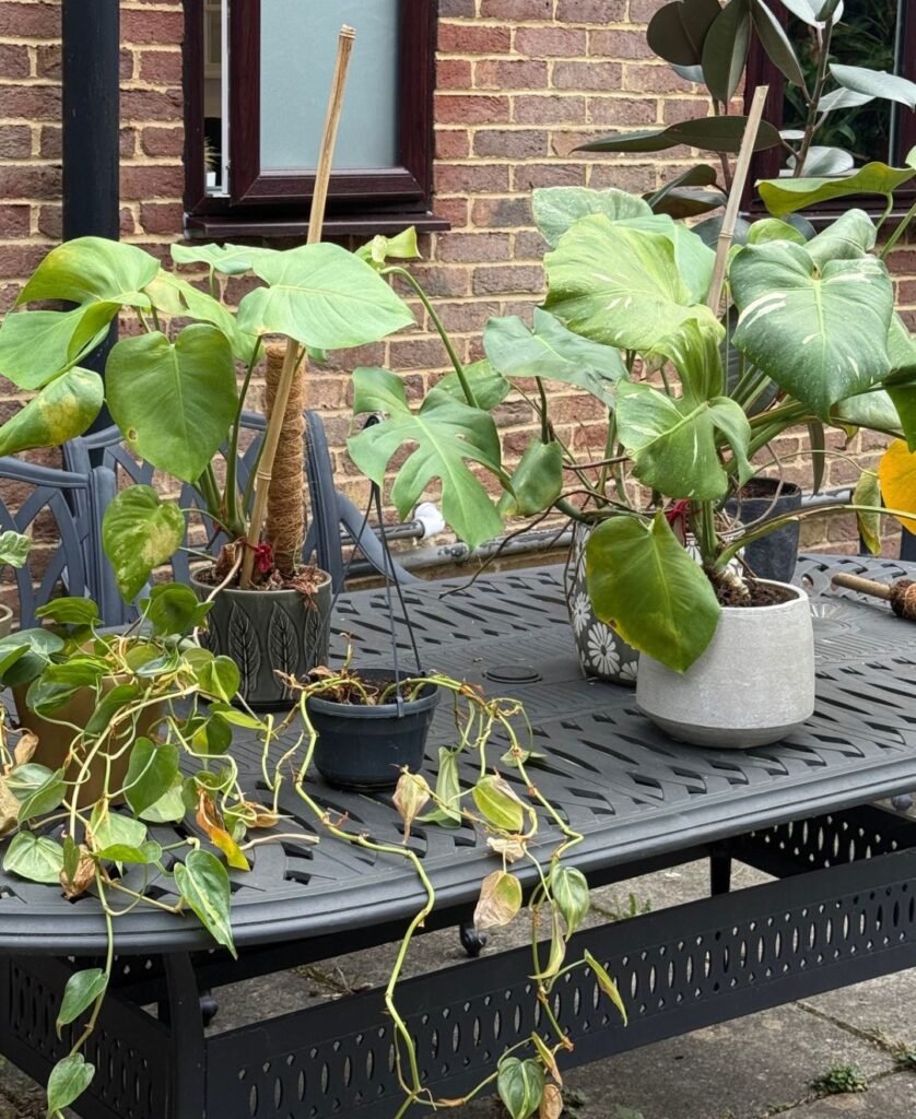 my houseplants outdoors with thrips