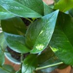 golden pothos leaves