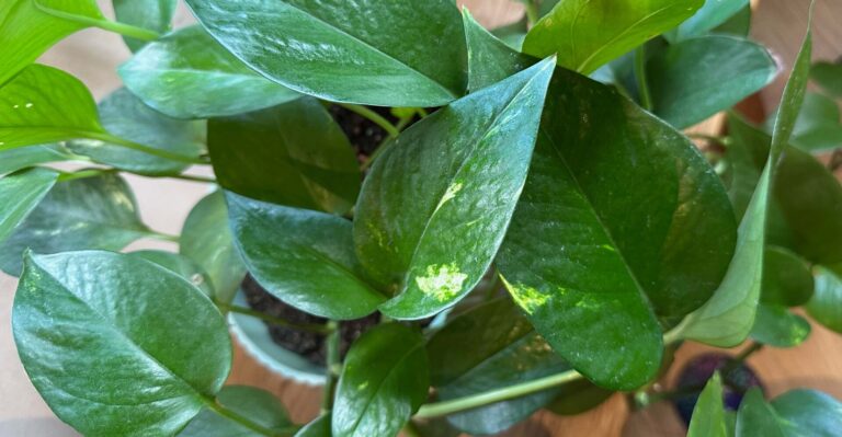golden pothos leaves