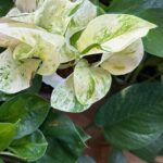 close up of the leaves of a cluster of three different types of pothos plant