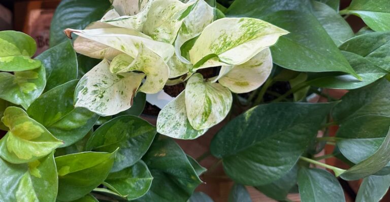 close up of the leaves of a cluster of three different types of pothos plant