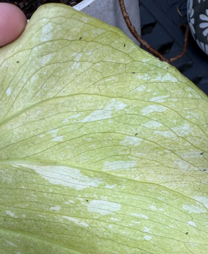 thrips on a leaf