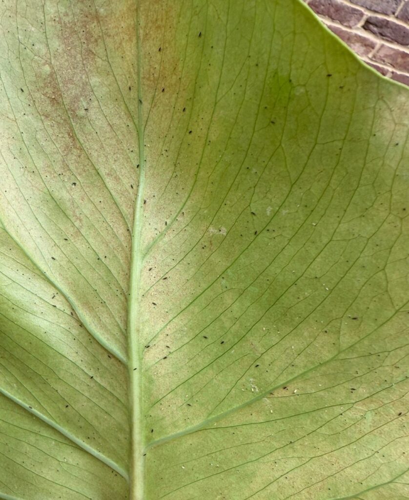 thrips on a leaf