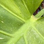 thrips on a leaf