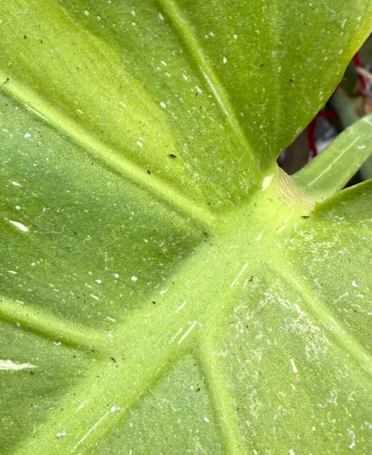 thrips on a leaf
